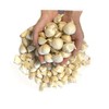 Garlic, White Six Pieces of Garlic, Produced in Aomori Prefecture,