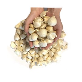 Garlic, White Six Pieces of Garlic, Produced in Aomori Prefecture, Great Value Potatoes, 17.6 oz (500 g)