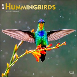 Hummingbirds | 2026 12 x 24 Inch (Hanging) Monthly Square Wall Calendar | Foil Stamped Cover | Plastic-Free | BrownTrout | Animals Wildlife