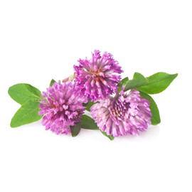 Todd's Seeds Todd's Seeds Red Clover Seeds, Non-GMO, Chemical Free, High Germination (One Pound)