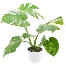 Live Monstera Thai Constellation Rare Variegated Indoor Houseplant in Plastic Pot, Tropical Plant Collector Gift for Home and Garden Decor, 6-inch, White *Cannot Ship to California, Hawaii*