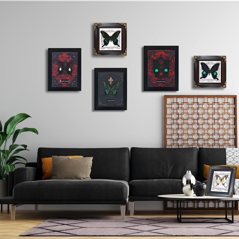 Real Framed Butterfly Taxidermy - Shadow Box, Real Framed Butterfly