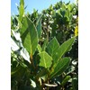 DESBEBE Live Plant -Laurus nobilis - 'Bay Leaf Tree' -
