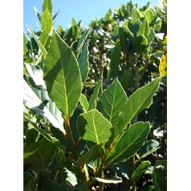 DESBEBE Live Plant -Laurus nobilis - 'Bay Leaf Tree' - Bay Laurel or Sweet Bay