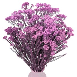 Dried Flower, Rice Flower, White Dogwood, Pill Flower, Sago Bush, Ozothamnus diosmifolius, for Wedding, Home Decor, 20 Pieces (Purple)