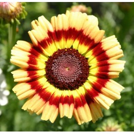 TomorrowSeeds Painted Mix Daisy Seeds | Rainbow Sunflower Wildflower Daisies Flower Seed 2025