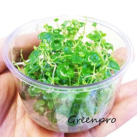 Hydrocotyle Sibthorpioides | Tissue Culture Freshwater Live Aquarium Plants Fish Tank Decorations by Greenpro