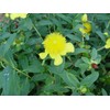 Hypericum frondosum 'Sunburst' (St. Johns Wort) Shrub, yellow flowers, #3