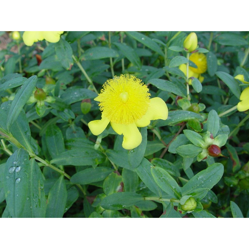 Hypericum frondosum 'Sunburst' (St. Johns Wort) Shrub, yellow flowers, #3
