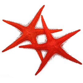 2 Red Starfish Dummy Plastic Decoration for Shop Window, Restaurant or Prop
