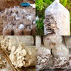 Business King Mushroom Grow Bags with Breathable Micron Filter Patch