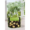 Fallen Fruits Potato Planter