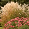 Outsidepride Miscanthus Grass - 1000 Seeds