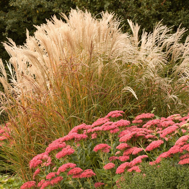 Outsidepride Miscanthus Grass - 1000 Seeds