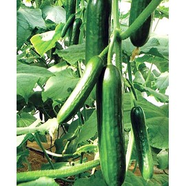 Grown in USA! 30+ Muncher Burpless Sweet Cucumber Seeds, Heirloom Non-GMO, Non-Bitter and Acid Free, Crispy and Sweet, Fragrant and Delicious, Cucumis sativus