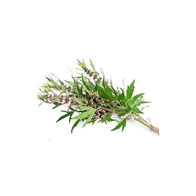 Motherwort - Leonurus cardiaca Loose Cut/Sifted by Nature Tea (1