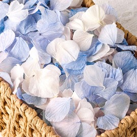 2500 PCS Purple and White Hydrangea Petals 100% Natural Real Flower Petals for Wedding Aisle, Flower Girl Scattering Flowers, Will You Marry Me, Romantic Night, Proposal, Anniversary, Special Night