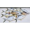 5 - Hi*Low - Pompano Rig, Surf Fishing Rig, Fishing