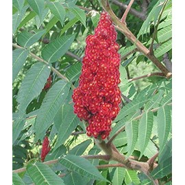 40 STAGHORN SUMAC SEEDS