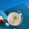 YouerCrystal Real Dandelion Decor, Dandelion Resin Crystal Ball Paperweight, 2.56in