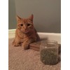 Purple Haze Catnip, Premium Blend Safe for Cats, Infused with