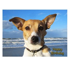 Jack Russell Birthday Card