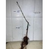 live plant Indian Blood Cling Peach grafted Bare root 1