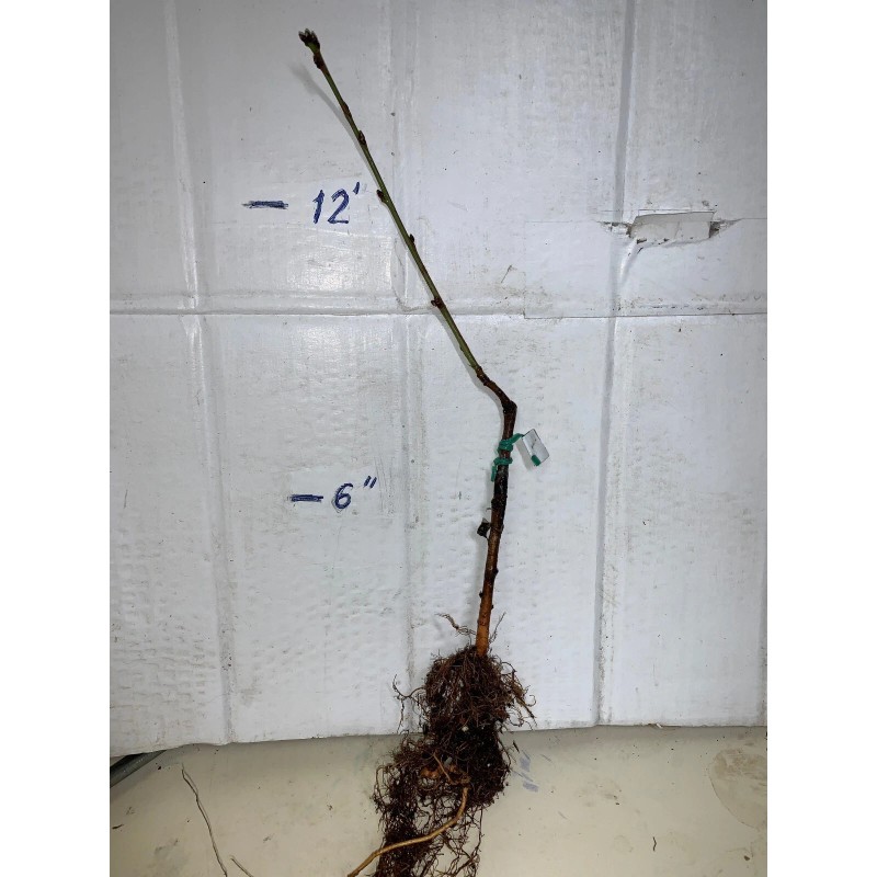 live plant Indian Blood Cling Peach grafted Bare root 1