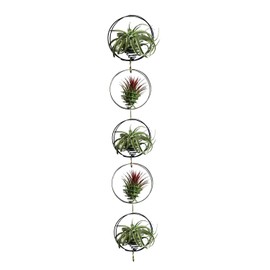 SCSFCVIUS Air Plant Hanging Holder Planter - Plant Hanger Display Frame DIY Kit Aluminum Wire Indoors Outdoors Plants Not Included (Black)