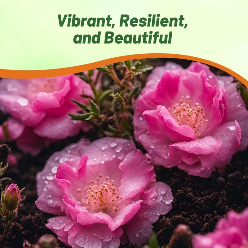 Outsidepride Pink Moss Rose Seeds - 10000 Pcs Annual, Drought