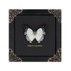 Polyura Nepenthes Butterfly Framed Decoration - Handmade Taxidermy Butterfly Shadow