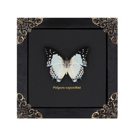 Polyura Nepenthes Butterfly Framed Decoration - Handmade Taxidermy Butterfly Shadow Box Collection, Framed Butterfly Taxidermy for Gothic Home Decor