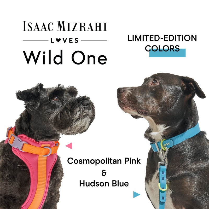 Wild One, Limited Edition, Designer Collection, Blue Dog Collar, Easy-Clean,