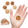 6 Pcs Hermit Crab Food Bowl Small Wooden Feeding Dish