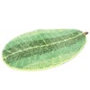 Leaf shaped Floor Mat Entrance Non slip Door Mat for