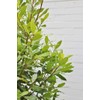 Hanamidori Laurel Seedling 4.1 inch (10.5 cm) Pot, 1 Strain