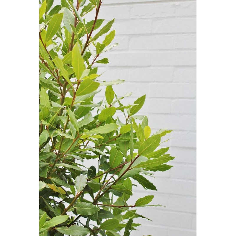 Hanamidori Laurel Seedling 4.1 inch (10.5 cm) Pot, 1 Strain