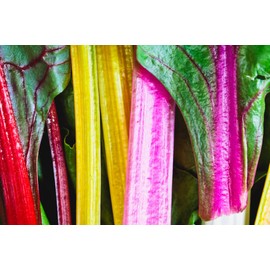 Earthcare Seeds Swiss Chard Rainbow 200 Seeds - Heirloom - Open Pollinated - Non GMO