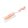 Arm Moving Model Anatomical Elbow Joint Motion Model Primary School