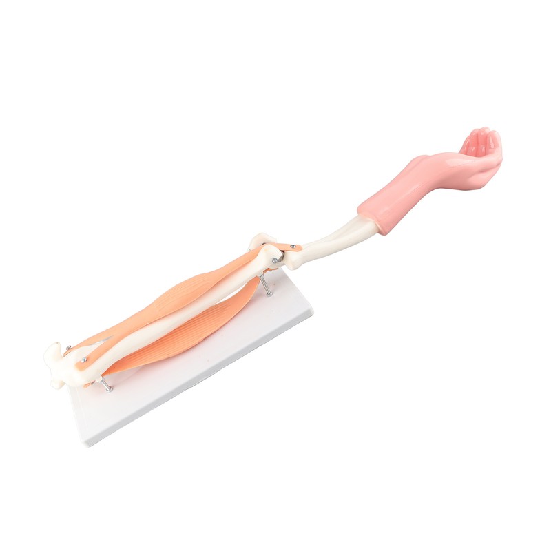 Arm Moving Model Anatomical Elbow Joint Motion Model Primary School