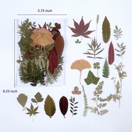 100 PCS Real Dried Pressed Greenery Leaves Natural Plant Herbarium for DIY Resin Mold Jewelry Making Craft (20 Styles)