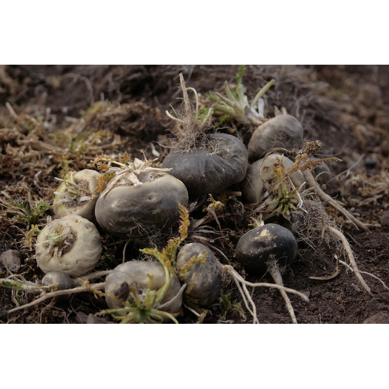 SelvaBio Black Maca Root Powder, Gelatinised, Certified Organic, Single Origin,