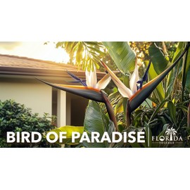 Orange Bird of Paradise | Strelitzia Reginae | 3 Live Plants | Tropical Perennial Blooming Specimen