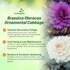 Outsidepride Ornamental Cabbage Flower Seeds - 1000 Pcs. Annual, Cold