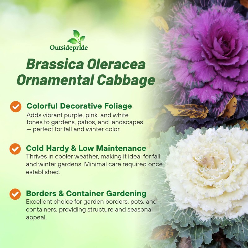 Outsidepride Ornamental Cabbage Flower Seeds - 1000 Pcs. Annual, Cold