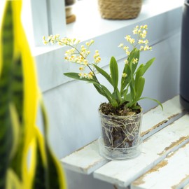 Phoenix Vine 3.5 Inch Clear Acrylic Planter Pot with Tray, Orchid Pot with Drainage Holes, Deep Saucer for Bottom Watering, Transparent Containers for Indoor Plants, Herbs, Set of 12, 91-A-D-12