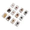 12 Pcs Real Bug Specimens Transparent Resin Science Education Classroom