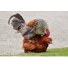 Farmalab B12 5500 Plus for Rooster Chicken Hens Poultry Gamefowl