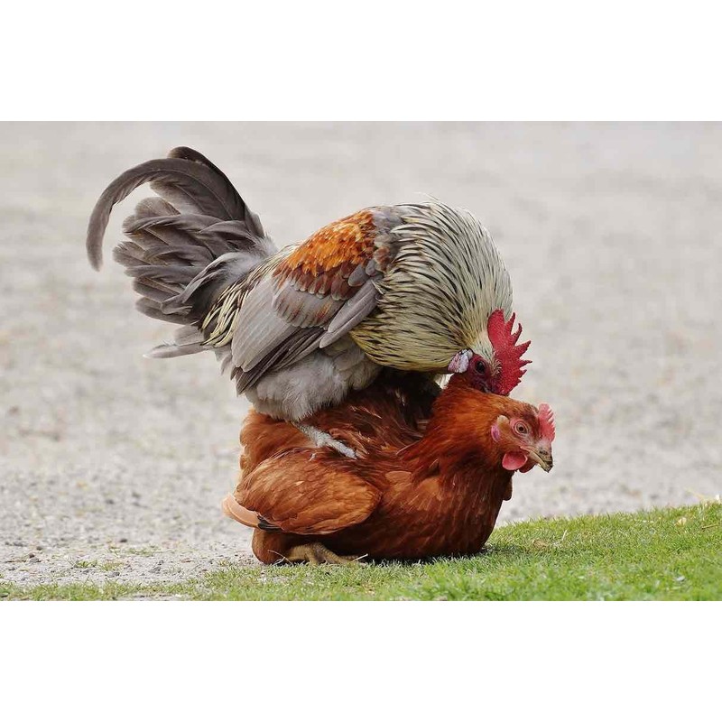 Farmalab B12 5500 Plus for Rooster Chicken Hens Poultry Gamefowl