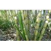 Sugarcane 2 Pcs SugarCane Cuttings Sweet Juicy Ready To Plant